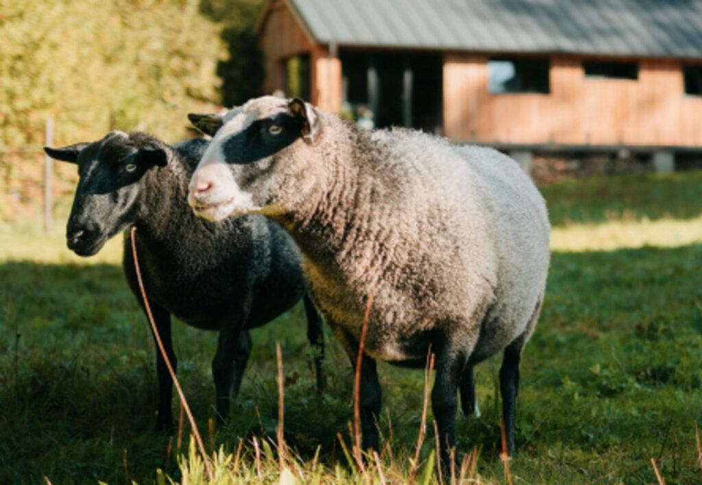 Modřínek, Jizerské domky, glamping v Jizerských horách